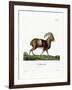 Mouflon-null-Framed Giclee Print