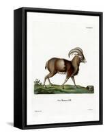 Mouflon-null-Framed Stretched Canvas