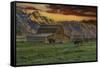 Moulton Barn at Sunrise with Bison-Galloimages Online-Framed Stretched Canvas