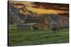Moulton Barn at Sunrise with Bison-Galloimages Online-Stretched Canvas