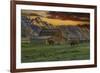 Moulton Barn at Sunrise with Bison-Galloimages Online-Framed Photographic Print