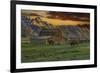 Moulton Barn at Sunrise with Bison-Galloimages Online-Framed Photographic Print