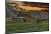 Moulton Barn at Sunrise with Bison-Galloimages Online-Mounted Photographic Print