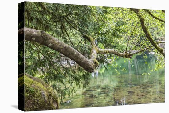 Moulton Falls Regional Park, Yacolt, Washington State, USA. Reflections in the East Fork Lews River-Emily Wilson-Stretched Canvas