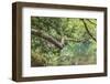 Moulton Falls Regional Park, Yacolt, Washington State, USA. Reflections in the East Fork Lews River-Emily Wilson-Framed Photographic Print