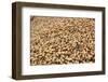 Mound of peanuts at peanut facility in Plains, Georgia-null-Framed Photographic Print