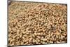 Mound of peanuts at peanut facility in Plains, Georgia-null-Mounted Photographic Print