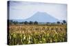 Mount Edgecumbe (Putauaki), Near Whakatane, Bay of Plenty, North Island, New Zealand, Pacific-Matthew Williams-Ellis-Stretched Canvas