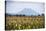 Mount Edgecumbe (Putauaki), Near Whakatane, Bay of Plenty, North Island, New Zealand, Pacific-Matthew Williams-Ellis-Stretched Canvas