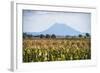 Mount Edgecumbe (Putauaki), Near Whakatane, Bay of Plenty, North Island, New Zealand, Pacific-Matthew Williams-Ellis-Framed Photographic Print