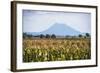 Mount Edgecumbe (Putauaki), Near Whakatane, Bay of Plenty, North Island, New Zealand, Pacific-Matthew Williams-Ellis-Framed Photographic Print