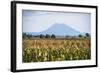 Mount Edgecumbe (Putauaki), Near Whakatane, Bay of Plenty, North Island, New Zealand, Pacific-Matthew Williams-Ellis-Framed Photographic Print