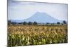 Mount Edgecumbe (Putauaki), Near Whakatane, Bay of Plenty, North Island, New Zealand, Pacific-Matthew Williams-Ellis-Mounted Photographic Print