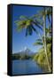 Mount Egmont Lake, Tree Ferns and Perfectly Cone-Shaped-null-Framed Stretched Canvas