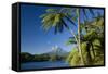 Mount Egmont Lake, Tree Ferns and Perfectly Cone-Shaped-null-Framed Stretched Canvas