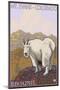 Mount Evans, Colorado, Mountain Goat-Lantern Press-Mounted Art Print