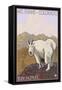 Mount Evans, Colorado, Mountain Goat-Lantern Press-Framed Stretched Canvas