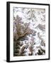 Mount Everest, Satellite Image-PLANETOBSERVER-Framed Photographic Print