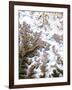 Mount Everest, Satellite Image-PLANETOBSERVER-Framed Photographic Print