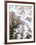 Mount Everest, Satellite Image-PLANETOBSERVER-Framed Photographic Print