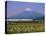 Mount Fuji, Bullet Train and Rice Fields, Fuji, Honshu, Japan-Steve Vidler-Stretched Canvas