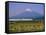 Mount Fuji, Bullet Train and Rice Fields, Fuji, Honshu, Japan-Steve Vidler-Framed Stretched Canvas