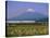 Mount Fuji, Bullet Train and Rice Fields, Fuji, Honshu, Japan-Steve Vidler-Stretched Canvas