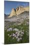 Mount Helen and purple Asters, Upper Titcomb Basin, Bridger Wilderness, Wind River Range, WY-Alan Majchrowicz-Mounted Photographic Print