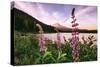 Mount Hood Wildflower View at Trillium Lake, Oregon-Vincent James-Stretched Canvas