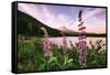 Mount Hood Wildflower View at Trillium Lake, Oregon-Vincent James-Framed Stretched Canvas