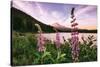 Mount Hood Wildflower View at Trillium Lake, Oregon-Vincent James-Stretched Canvas