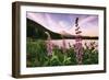 Mount Hood Wildflower View at Trillium Lake, Oregon-Vincent James-Framed Photographic Print