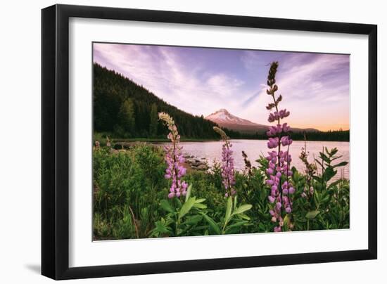 Mount Hood Wildflower View at Trillium Lake, Oregon-Vincent James-Framed Photographic Print