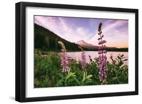 Mount Hood Wildflower View at Trillium Lake, Oregon-Vincent James-Framed Photographic Print