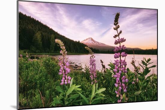 Mount Hood Wildflower View at Trillium Lake, Oregon-Vincent James-Mounted Photographic Print