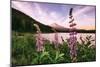 Mount Hood Wildflower View at Trillium Lake, Oregon-Vincent James-Mounted Photographic Print