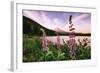 Mount Hood Wildflower View at Trillium Lake, Oregon-Vincent James-Framed Photographic Print