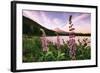 Mount Hood Wildflower View at Trillium Lake, Oregon-Vincent James-Framed Photographic Print