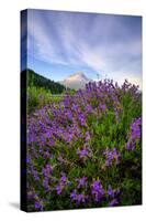 Mount Hood Wildflowers, Central Oregon-Vincent James-Stretched Canvas