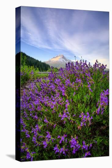 Mount Hood Wildflowers, Central Oregon-Vincent James-Stretched Canvas