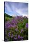 Mount Hood Wildflowers, Central Oregon-Vincent James-Stretched Canvas