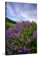 Mount Hood Wildflowers, Central Oregon-Vincent James-Stretched Canvas