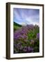 Mount Hood Wildflowers, Central Oregon-Vincent James-Framed Photographic Print