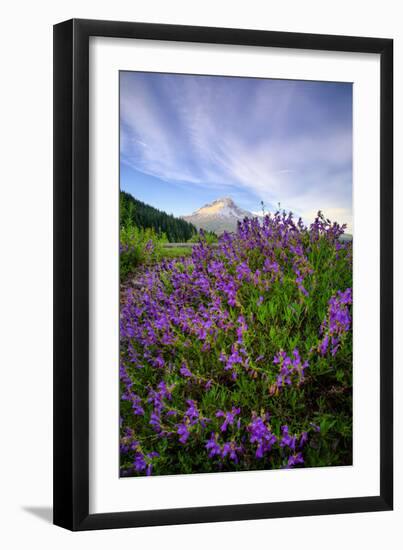 Mount Hood Wildflowers, Central Oregon-Vincent James-Framed Photographic Print
