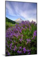 Mount Hood Wildflowers, Central Oregon-Vincent James-Mounted Photographic Print