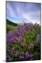 Mount Hood Wildflowers, Central Oregon-Vincent James-Mounted Photographic Print