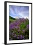 Mount Hood Wildflowers, Central Oregon-Vincent James-Framed Photographic Print