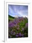 Mount Hood Wildflowers, Central Oregon-Vincent James-Framed Photographic Print