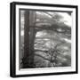 Mount Huangshan, Anhui, China-Ivan Vdovin-Framed Photographic Print