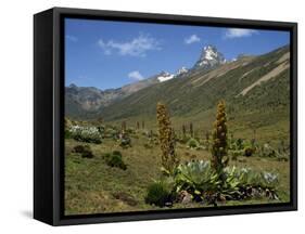 Mount Kenya, with Giant Lobelia in Foreground, Kenya, East Africa, Africa-Poole David-Framed Stretched Canvas